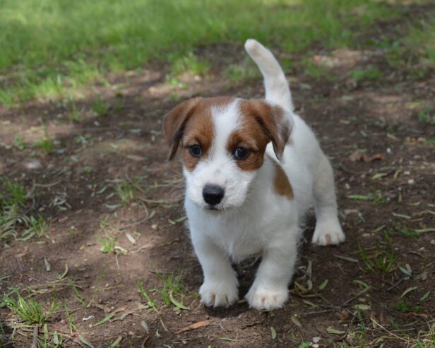 Jack Russell Terrier -Cuccioli Selezionati