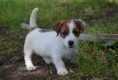 Jack Russell Terrier -Cuccioli Selezionati