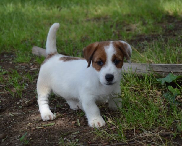 Jack Russell Terrier -Cuccioli Selezionati