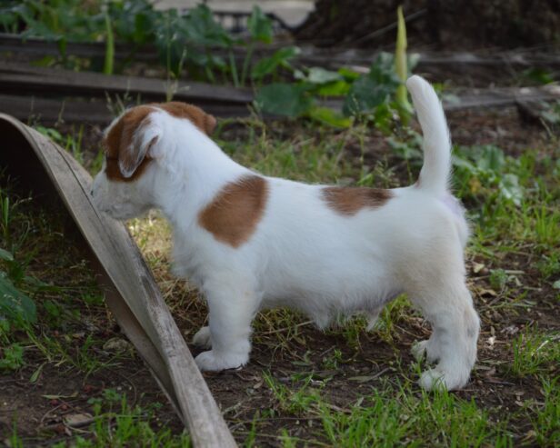 Jack Russell Terrier -Cuccioli Selezionati