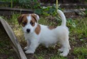 Jack Russell Terrier -Cuccioli Selezionati