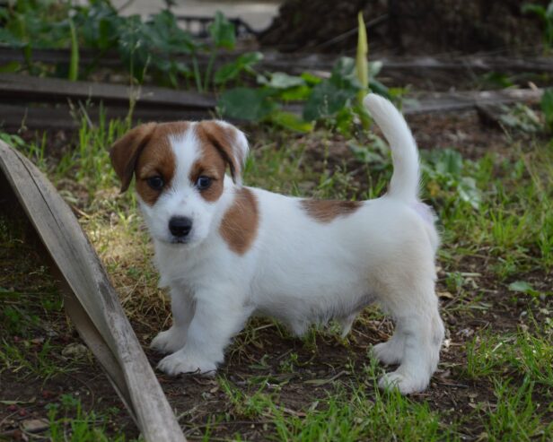 Jack Russell Terrier -Cuccioli Selezionati