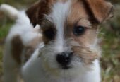 Jack Russell Terrier -Cuccioli Selezionati