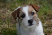 Jack Russell Terrier -Cuccioli Selezionati