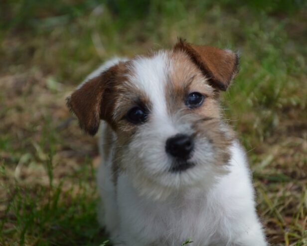 Jack Russell Terrier -Cuccioli Selezionati