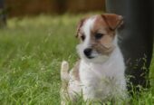 Jack Russell Terrier -Cuccioli Selezionati