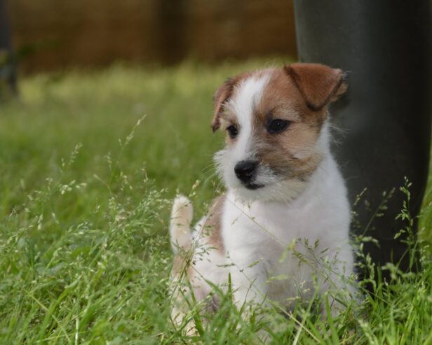 Jack Russell Terrier -Cuccioli Selezionati