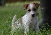 Jack Russell Terrier -Cuccioli Selezionati