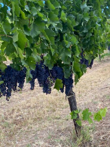 VENDO UVA DA VINO DI ALTA QUALITA’