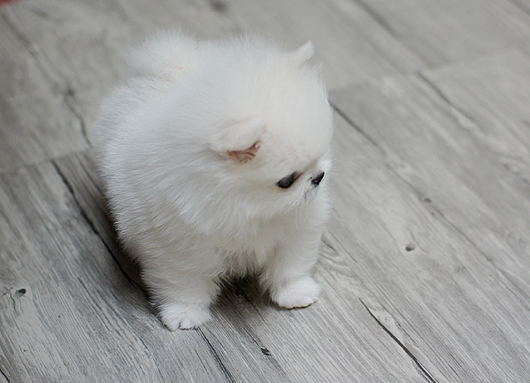 Cuccioli di Pomerania Boo Pomerania.