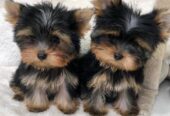 Vendo cuccioli di yorkshire terrier