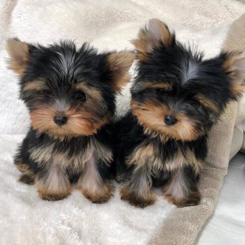 Vendo cuccioli di yorkshire terrier