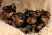 Vendo cuccioli di yorkshire terrier