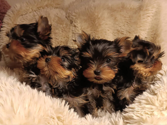 Vendo cuccioli di yorkshire terrier