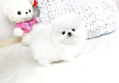 kc-registered-pomeranian-puppies-for-sale-kc-registered-0-0-1