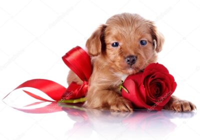 depositphotos_41586437-stock-photo-puppy-with-a-red-bow