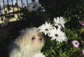 Cuccioli di Maltese