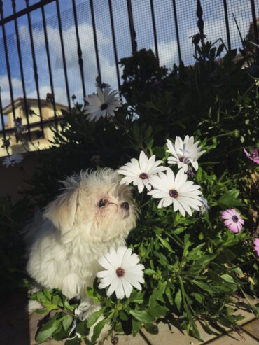 Cuccioli di Maltese