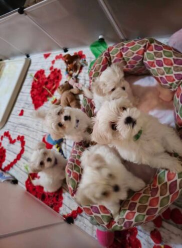 Cuccioli di Maltese