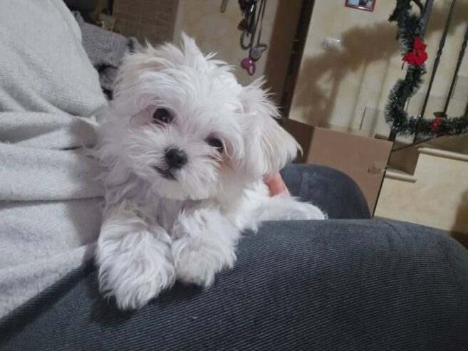 Cuccioli di Maltese