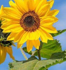 girasole